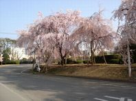 【DSC00431-2.jpg】【幅198X高さ148】【容量8269】