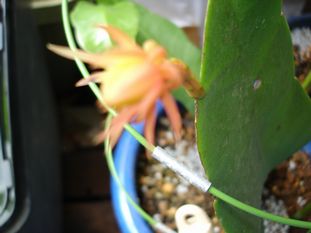 【DSC01619.JPG】【幅311X高さ233】【容量12644】