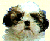 犬1
