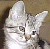 猫1